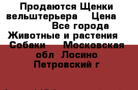 Продаются Щенки вельштерьера  › Цена ­ 27 000 - Все города Животные и растения » Собаки   . Московская обл.,Лосино-Петровский г.